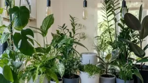 فاصله لامپ رشد گیاه