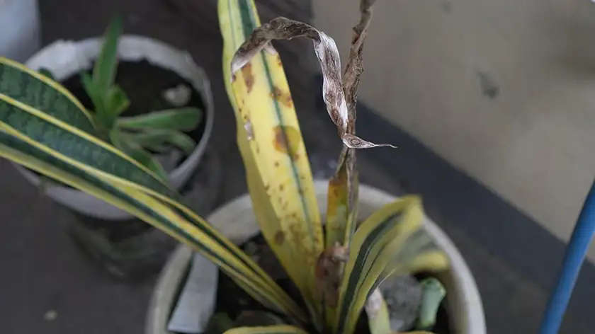 نمونه‌ای از پژمردگی گیاه