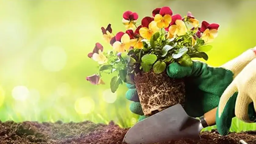 عملکرد چراغ رشد گیاه در فضای باز و شرایط اقلیمی