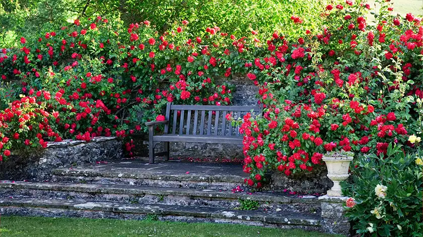 بهترین شرایط نوری برای رز جاودان
