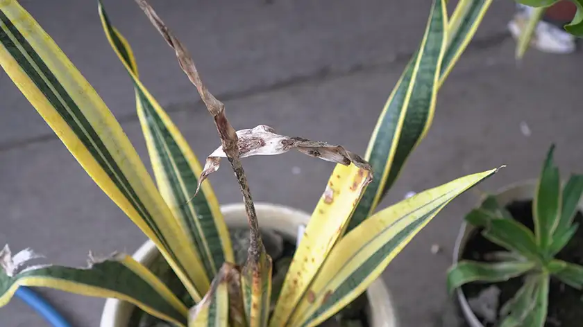 پژمردگی گیاه آپارتمانی