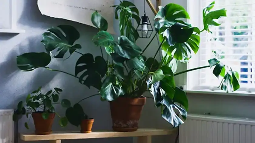 واکنش گیاه به فاصله نامناسب