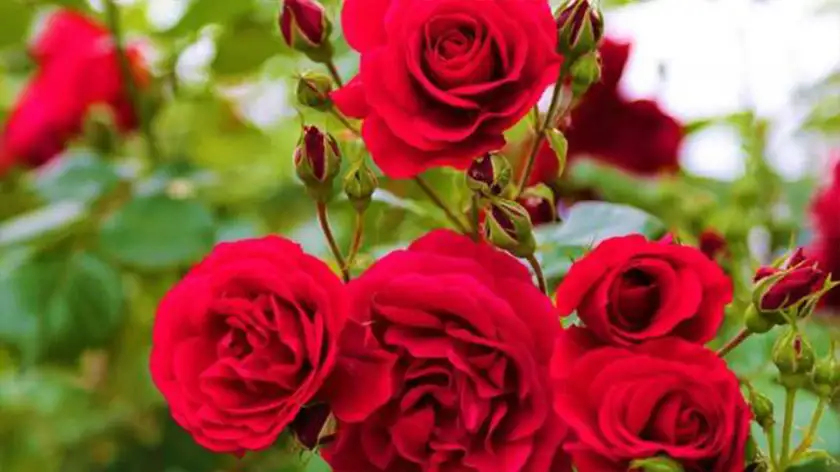 نکات طلایی برای نگهداری رز جاودان